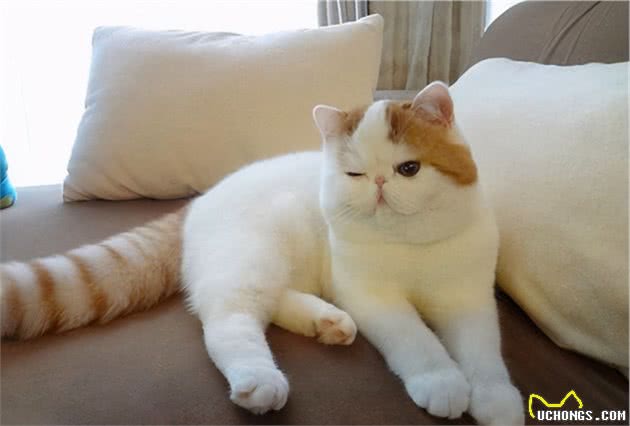 这6种猫咪，今生要养一只，这样才不留遗憾