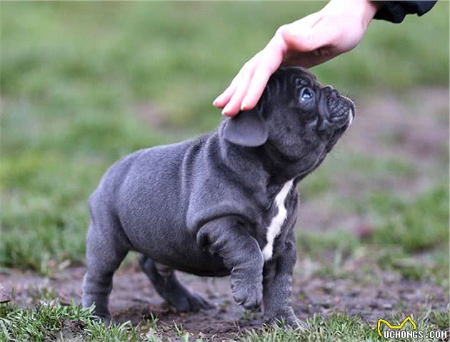 法斗犬优缺点有什么？很多人养，但某些缺点让主人无法忍受