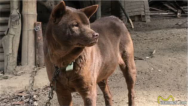 带你了解中华田园犬之山牛红，一种少为人知的土狗，属稀有品系