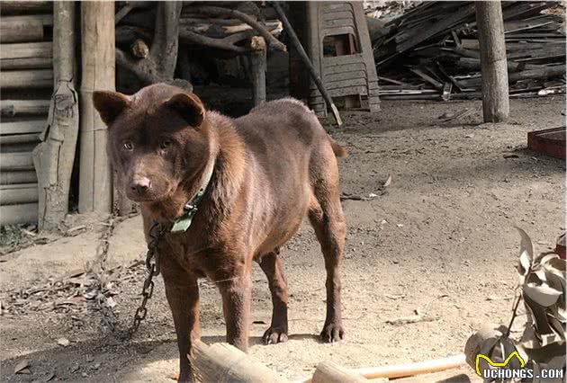 带你了解中华田园犬之山牛红，一种少为人知的土狗，属稀有品系