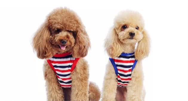你一定是在骗我！我家那软萌萌的泰迪竟然是猎犬？