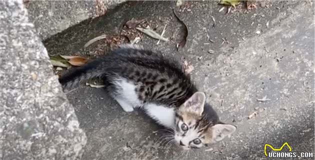 女子在路边的排水渠中发现一只流浪小猫，猫咪的命运从此改变