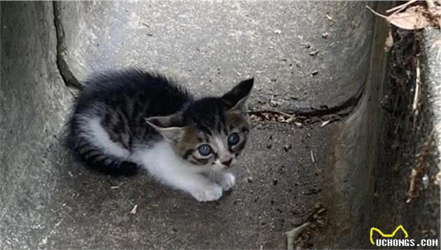 女子在路边的排水渠中发现一只流浪小猫，猫咪的命运从此改变