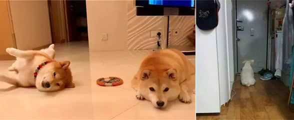 狗狗独自在家待一天，不会无聊吗？