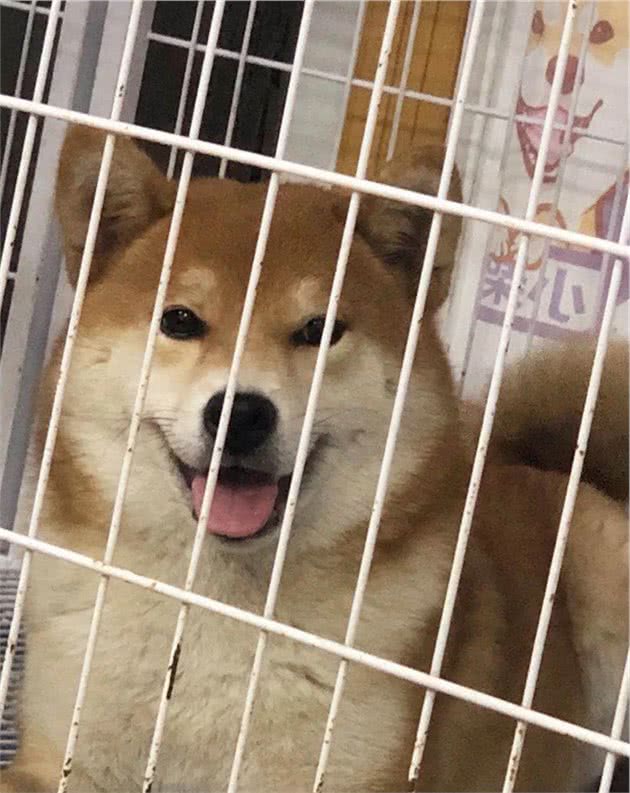 “柴犬一天吃多少狗粮？”幼犬和成犬的喂食次数