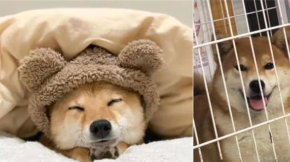 “柴犬一天吃多少狗粮？”幼犬和成犬的喂食次数