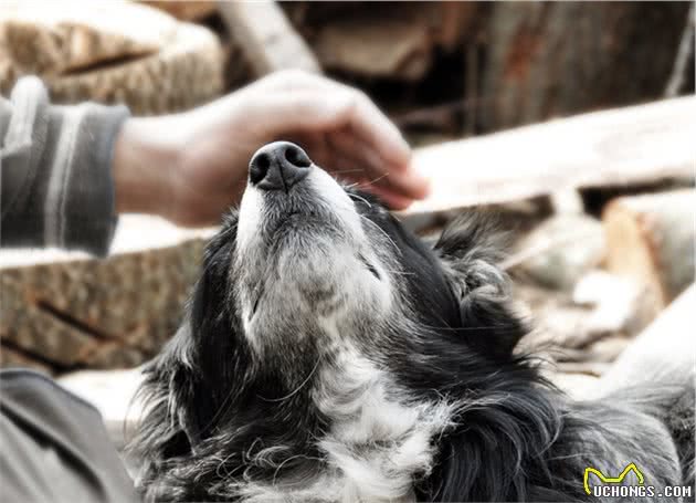 想让自己的狗狗懂事听话，请在幼犬阶段树立主人权威（详细教程）