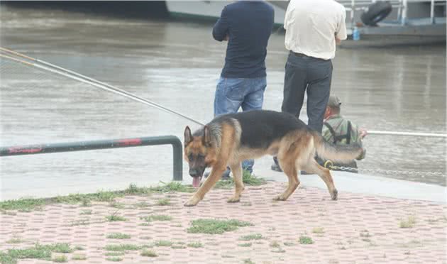 您的狗不缺那点自由，为了爱犬和他人安全，请给它牵上绳吧