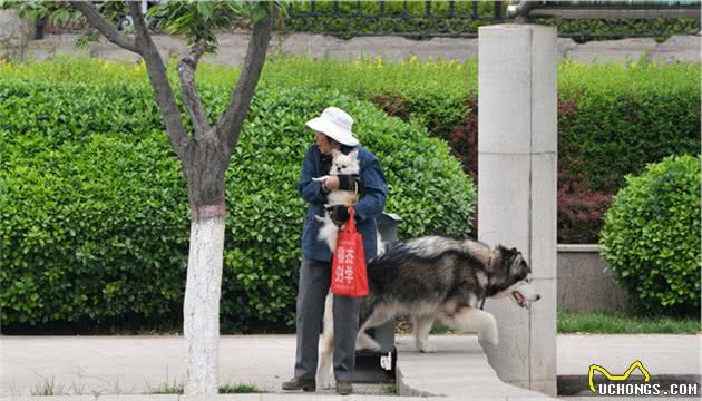 您的狗不缺那点自由，为了爱犬和他人安全，请给它牵上绳吧