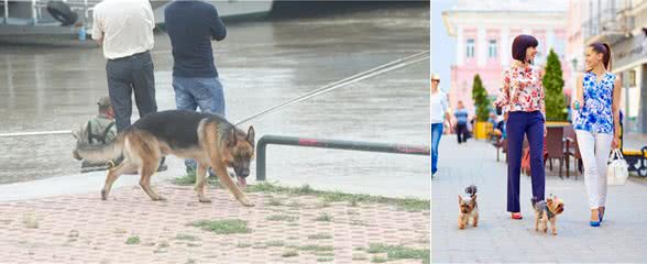 您的狗不缺那点自由，为了爱犬和他人安全，请给它牵上绳吧