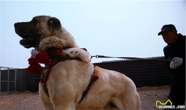 土耳其国宝：坎高犬的历史，你知道吗？