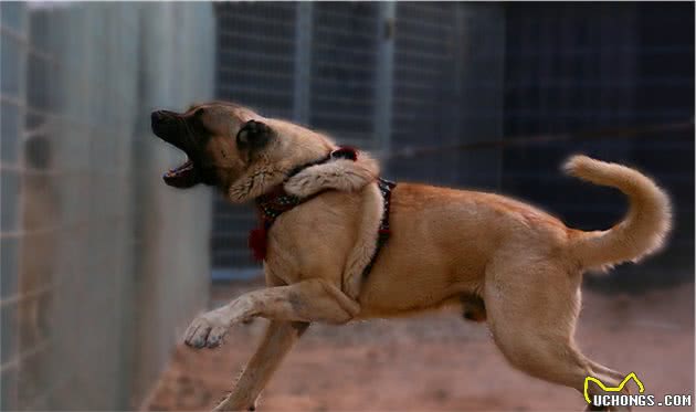 土耳其国宝：坎高犬的历史，你知道吗？