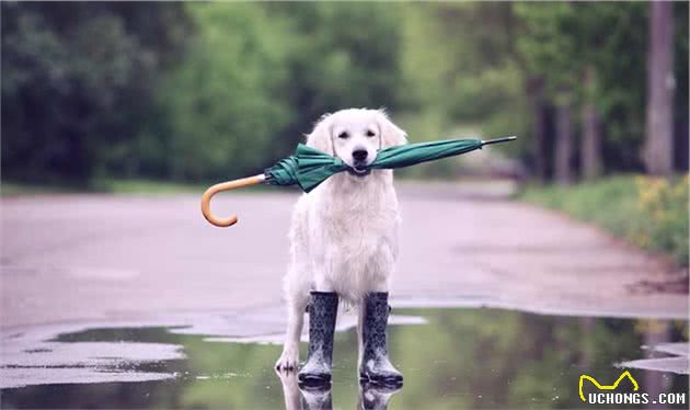 每当雷雨天气，狗狗就在瑟瑟发抖，主人该怎么才能给它安全感