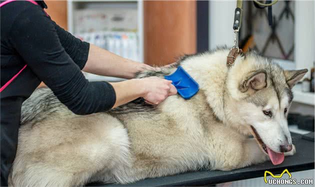 宠物犬肝脏出了问题怎么办，各位饲养者你们知道吗？