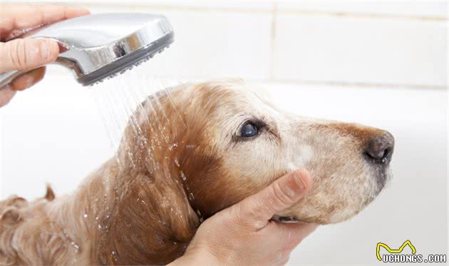 宠物犬肝脏出了问题怎么办，各位饲养者你们知道吗？