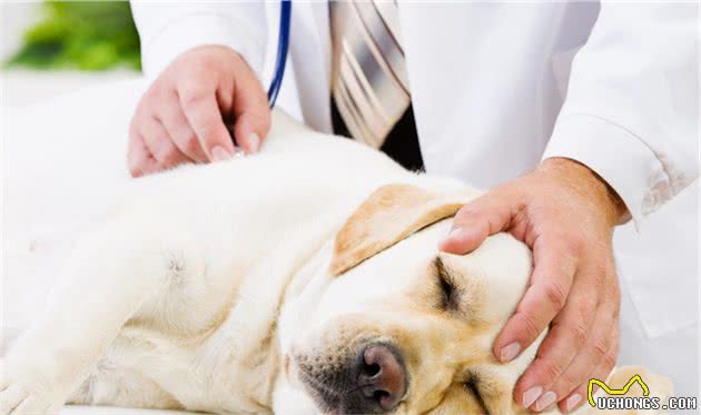 宠物犬肝脏出了问题怎么办，各位饲养者你们知道吗？