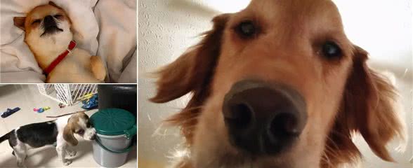 主人睡着后，狗狗总是在偷偷做这些事