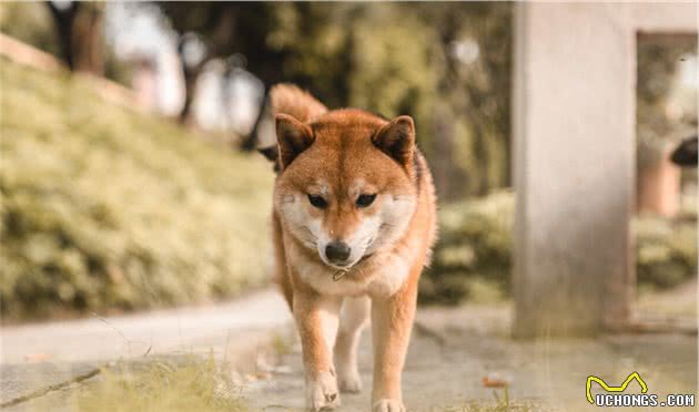 从科学的角度解释，狗为什么对人如此忠诚？