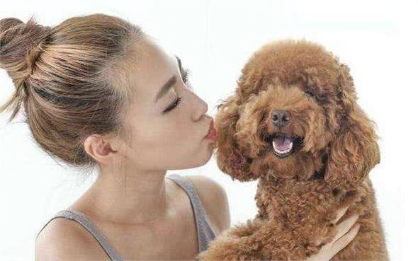 泰迪犬这6个坏毛病很多都是“惯”出来的，不信你自己看