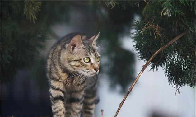 饲养狸花猫时，六大禁忌不能犯