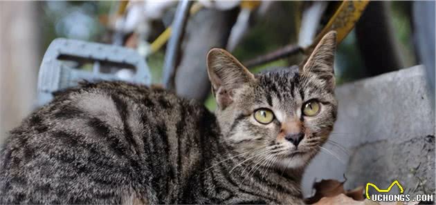 饲养狸花猫时，六大禁忌不能犯