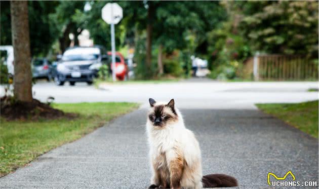 猫界智商排名！原来我家猫这么聪明？