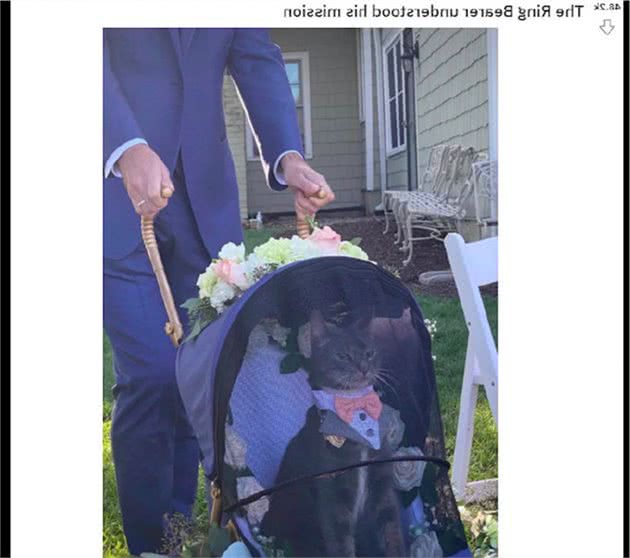 猫咪出席主人的婚礼,还当了一名小花童,表情怎么有点不屑呢?