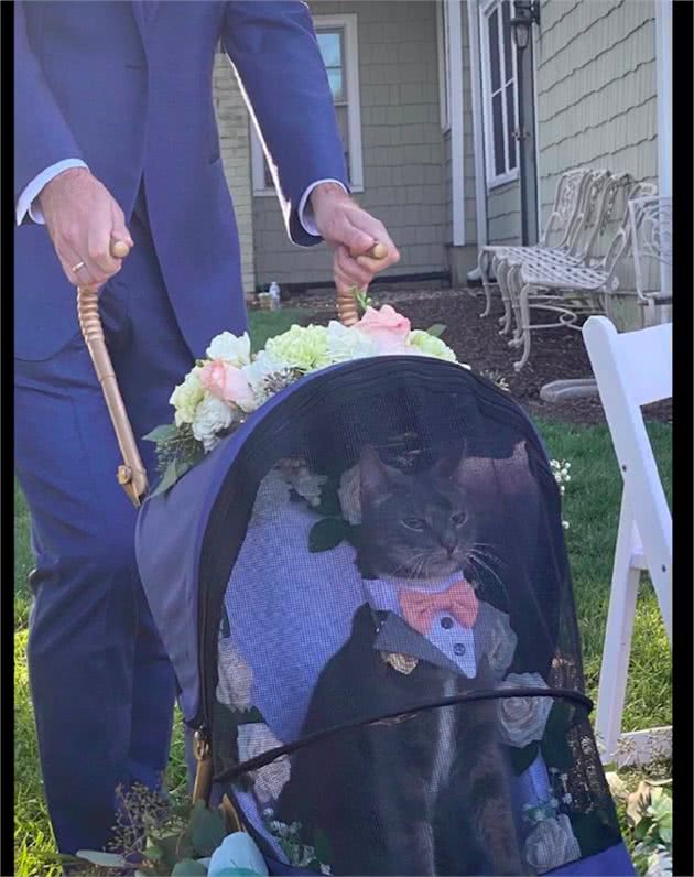 猫咪出席主人的婚礼,还当了一名小花童,表情怎么有点不屑呢?