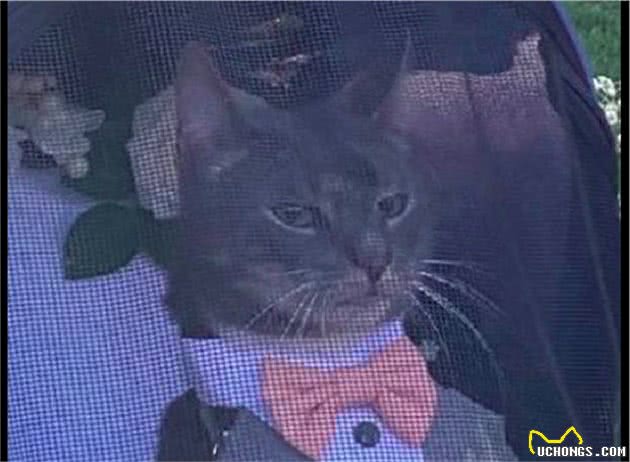 猫咪出席主人的婚礼,还当了一名小花童,表情怎么有点不屑呢?