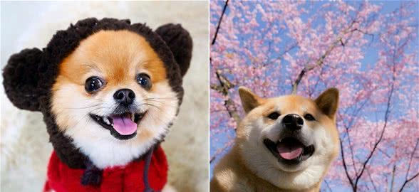 为什么“花舌头”的狗狗,这么招人喜欢呢?