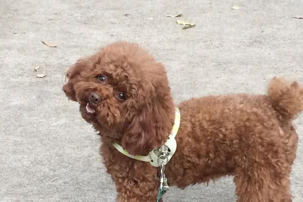 这5种小型犬有着较强的攻击性，家里有小孩的，那就要小心为妙了