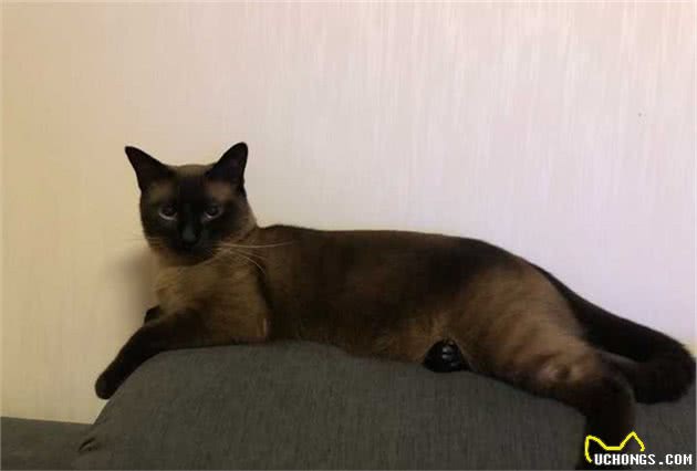 养暹罗猫，有什么事情需要特别注意吗？