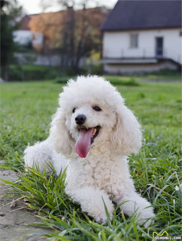 这7种颜色的贵宾犬，你最喜欢哪种？