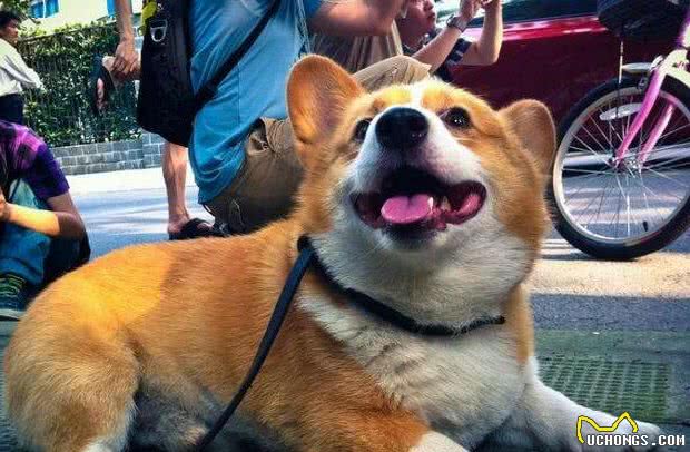 柯基犬真的要断尾吗？但确实有这5个好处