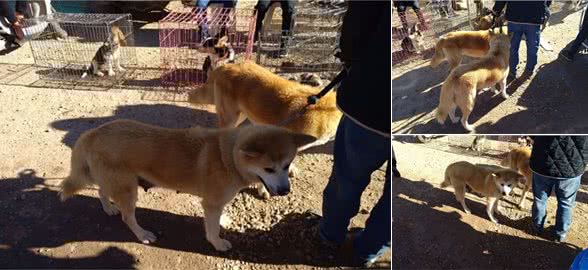 秋田犬品相不佳，商贩逛了很久也没有买主来问！