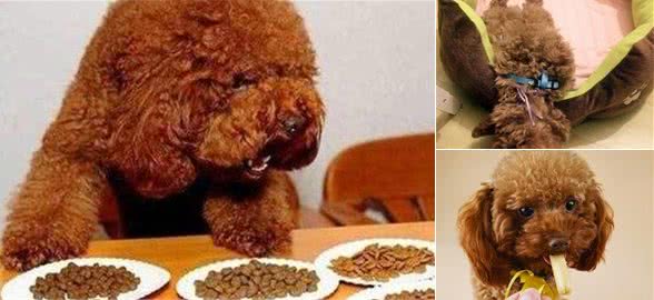 泰迪犬的这5个饲养小常识，你了解过吗？