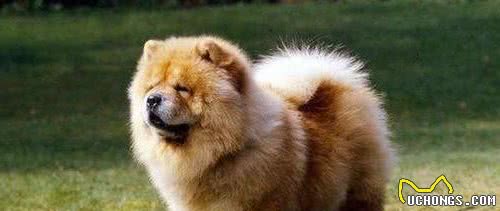 Top10最受欢迎狗狗排行榜！你家萌犬上榜了吗？它才是第一名