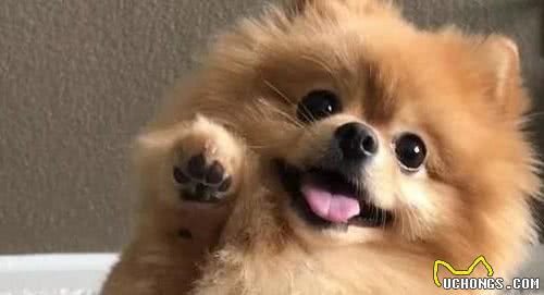 Top10最受欢迎狗狗排行榜！你家萌犬上榜了吗？它才是第一名