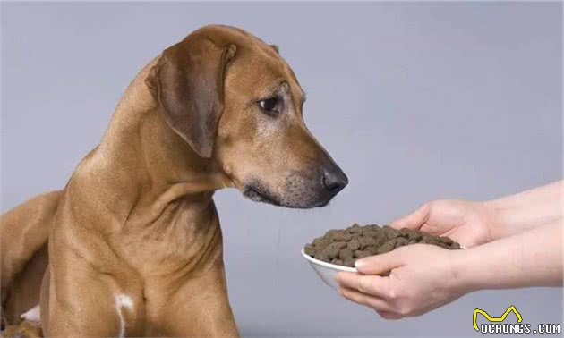 狗狗护食咬人，该怎么办？方法请看这