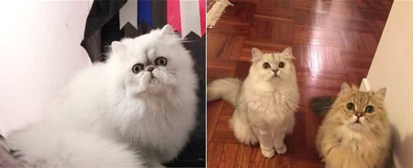 三分钟带你了解完金吉拉猫，你喜欢这只小可爱吗？