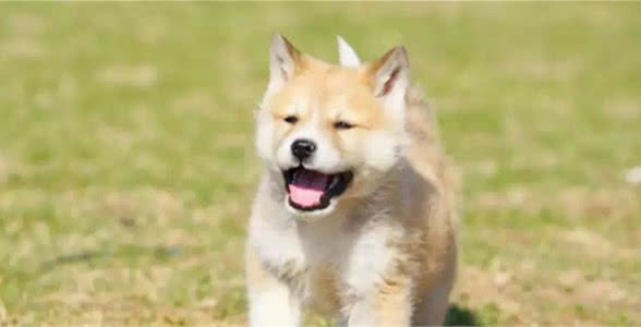幼犬扑人等不礼貌习惯如何纠正