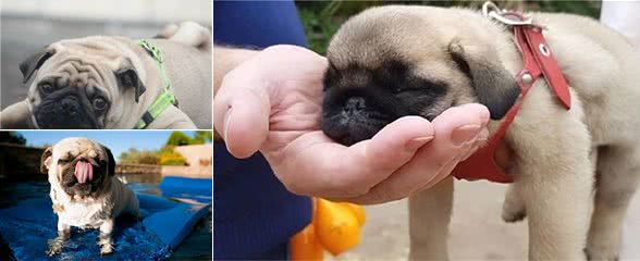 铲屎官：我再也不养“巴哥犬”了，原因有5个