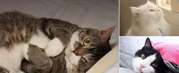 看猫“毛相”，也可以判断猫的性格