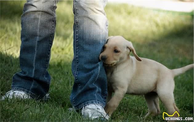 太过“溺爱”狗狗的后果,你想过没?