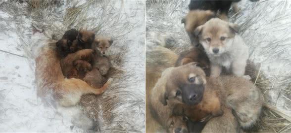 雪地里发现1条母犬，被冻僵仍护着幼崽，让人看了忍不住心疼