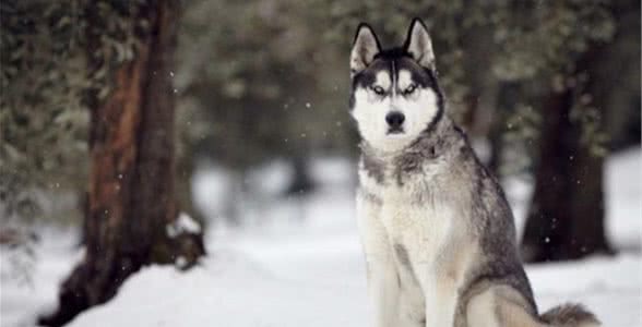 十大狼狗品种排名狼犬品种哪个最厉害