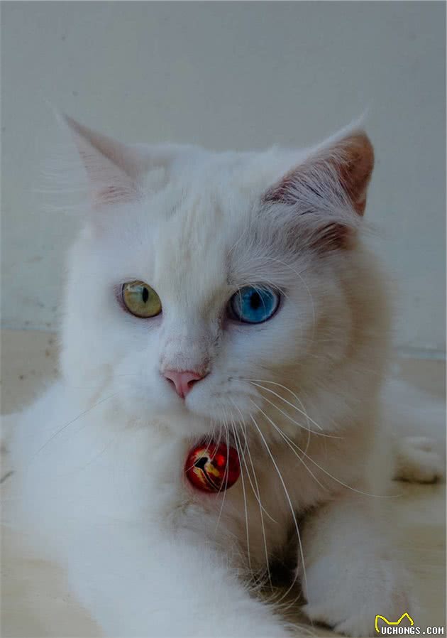 盘点全球八大昂贵猫咪排行榜！