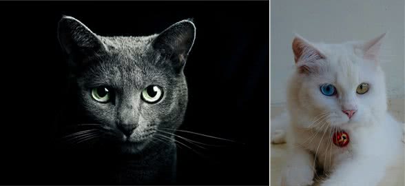 盘点全球八大昂贵猫咪排行榜！