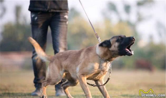 养马犬的几大“好处”，不养不知道