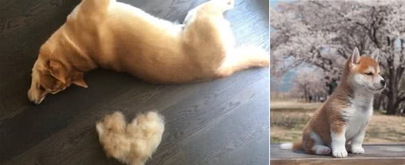 除了贵，柴犬还有这5大缺陷，看完你还想养吗？